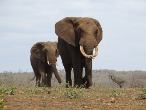 female-elephant